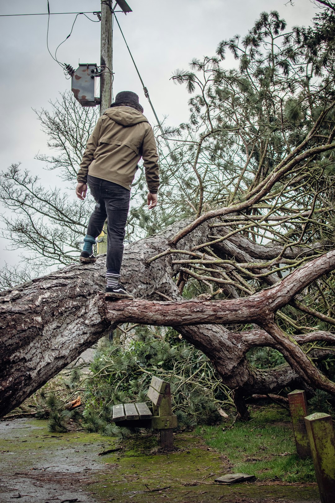 Fallen tree over bench