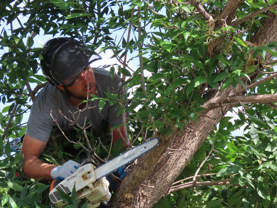 a-man-with-a-chainsaw-in-a-tree-ktaorx-w-sy