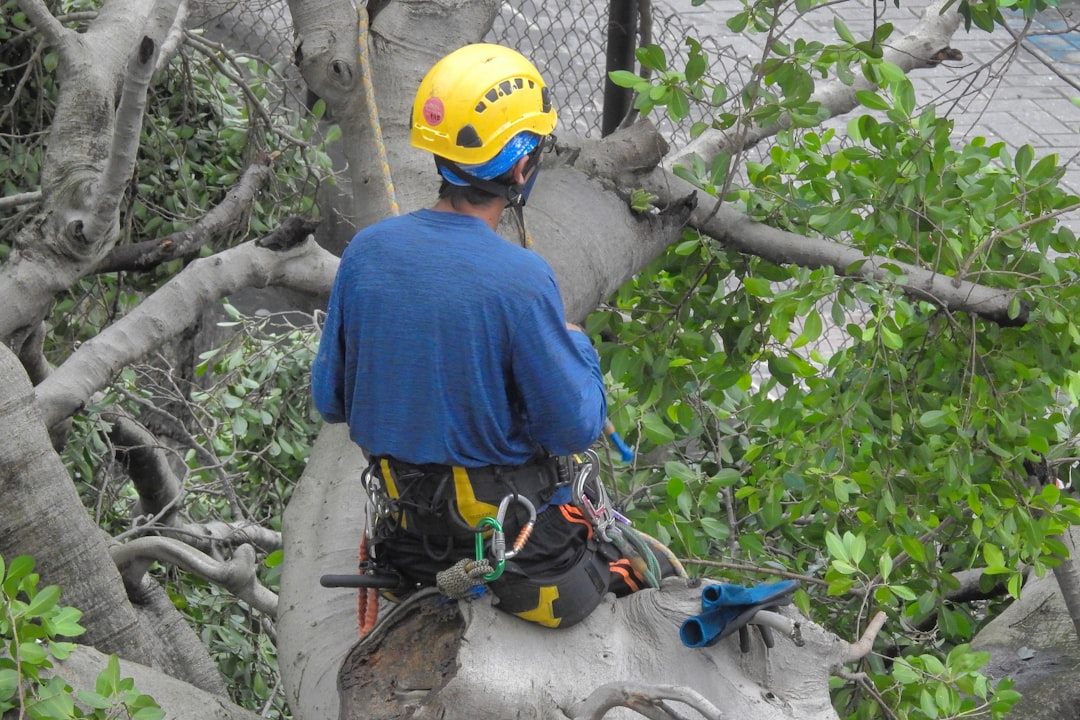 a-person-wearing-a-helmet-and-climbing-a-tree-bx8wcfy7j-k