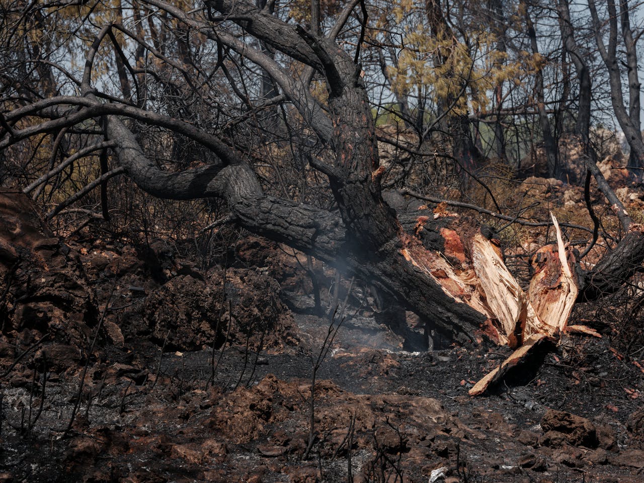 A charred forest landscape depicting the aftermath of a devastating wildfire with scorched trees.