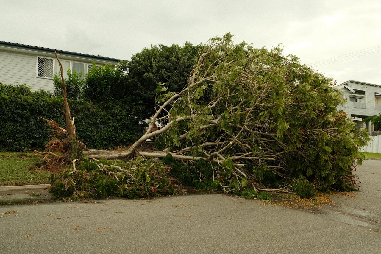 A large tree lies uprooted on a street after a severe storm, highlighting natures power.
