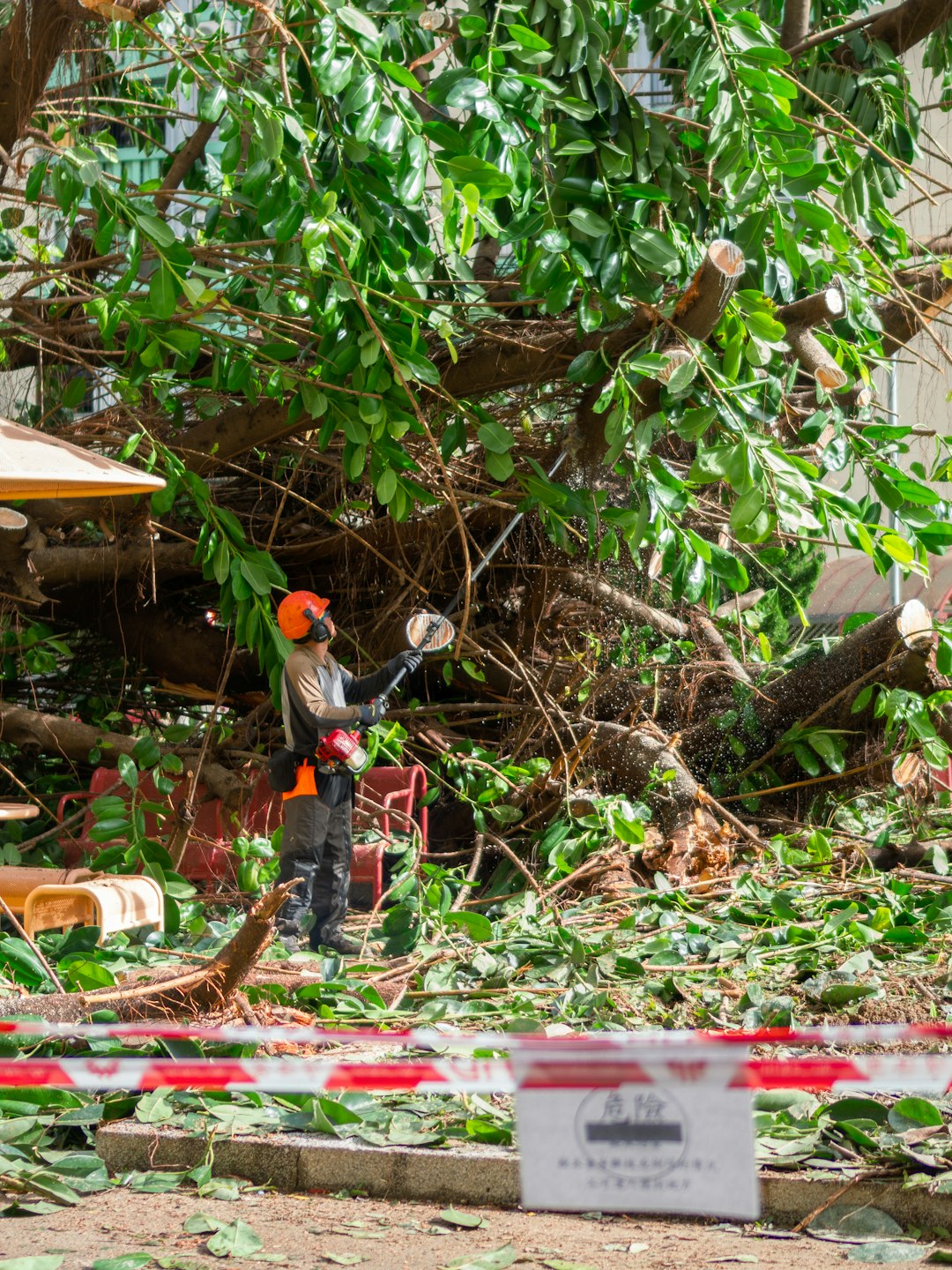 Gemini 說了 In the aftermath of Typhoon Ragasa, a dedicated crew clears the remains of a 50-year-old Indian Rubber Tree uprooted by the intense winds. One worker operates a long-reach pole saw to dismantle the dense canopy while a cyan excavator assists in moving the heavy debris and thick, severed branches. Red and white caution tape marks the perimeter of the cleanup, set against the quiet backdrop of a colorful children’s playground and nearby residential blocks.